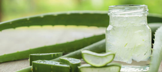 Aloe Vera