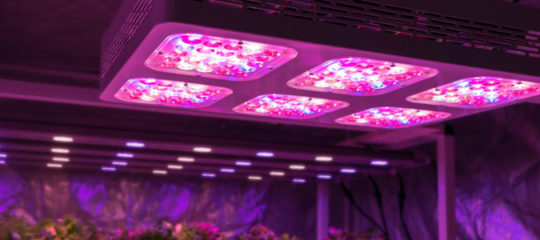 lampes LED horticoles
